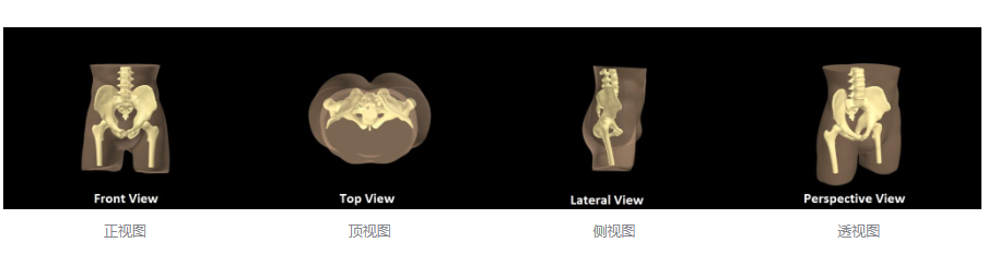 WEK-P男性標(biāo)準(zhǔn)骨盆模體，WEK-P成人骨盆模體