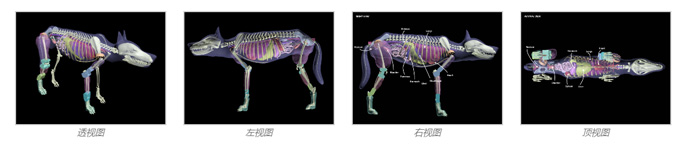 Dog Phantom，牧羊犬模體，模型設(shè)計(jì)圖